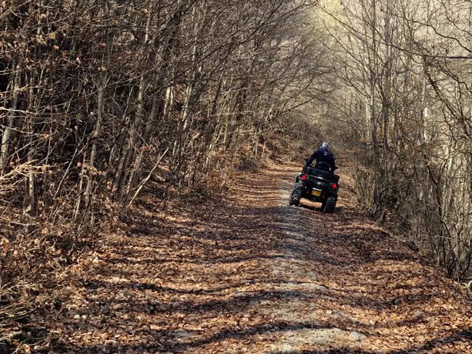 A rider on an ATV heading away down a leaf-covered forest trail, low winter sun through bare branches