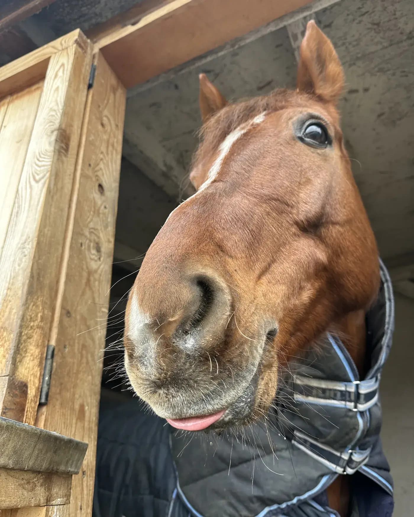 A chestnut horse in a stable blanket leaning its head out of a wooden stall door