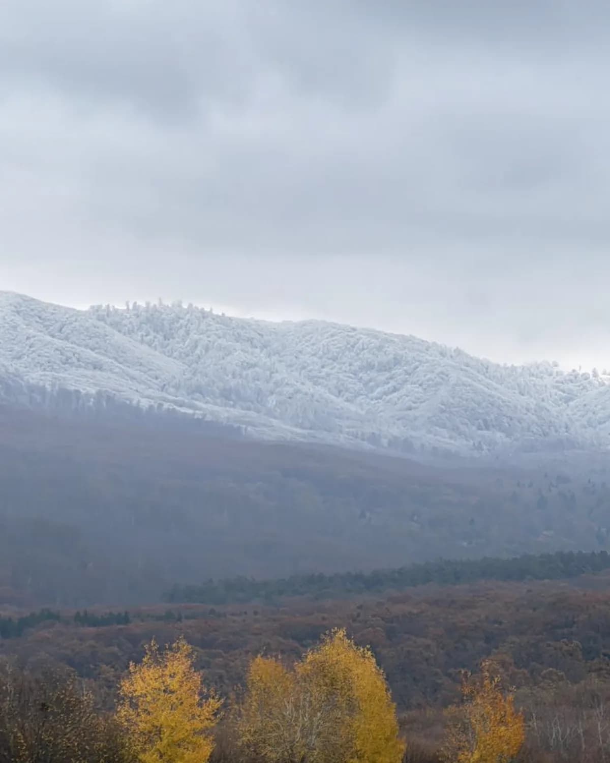 Snow-dusted peaks behind gold autumn trees