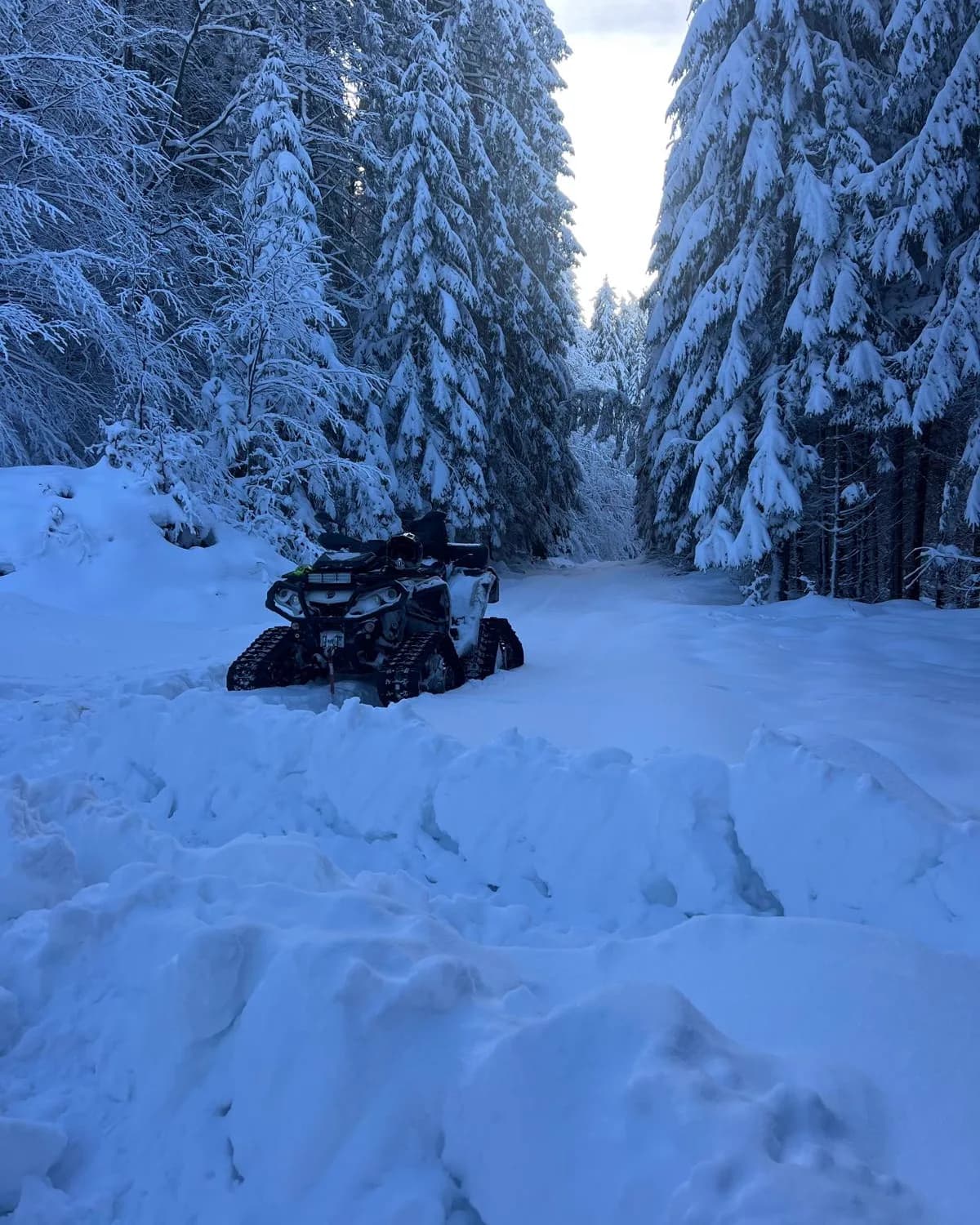 A lone tracked ATV parked in a blue-dusk spruce corridor